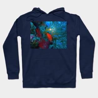 Red Snapper and Whip Coral Hoodie